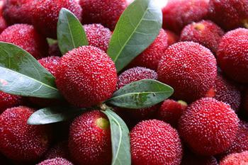 白癜風患者可以吃楊梅嗎