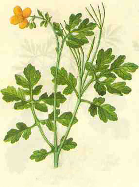 補骨脂泡酒能喝嗎能治療白癜風