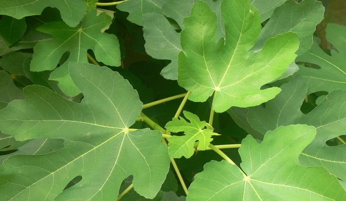 無(wú)花果葉子治療白癜風(fēng)真的可行嗎