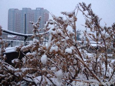 別讓白斑變得比白雪更刺眼!