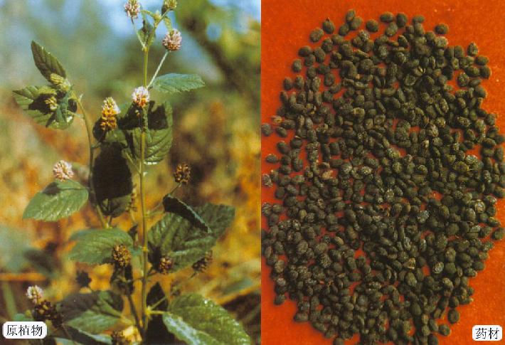 補骨脂酒,白癜風治療