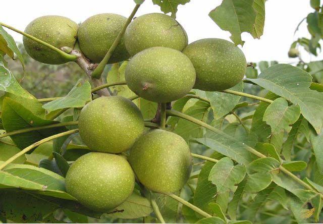 青核桃皮能治療白癜風(fēng)嗎