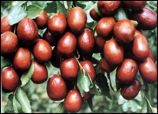 醫師解說女性白癜風患者可以吃紅棗嗎