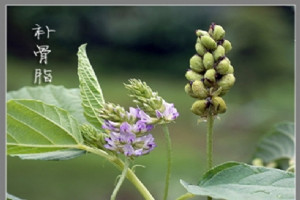 白癜風補骨脂泡酒的外用方法有哪些